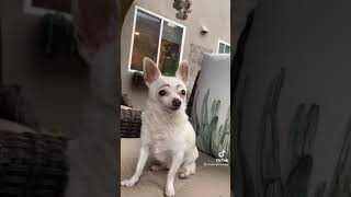 When My Mom Asks Me To Stop Drawing Eyebrows On The Dog