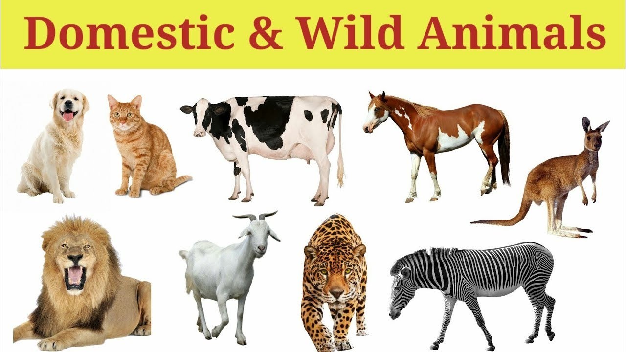 WILD ANIMALS Learn Wild Wild Animals Domestic Animals Sound And wild-animals-learn-wild-wild-animals-domestic-animals-sound-and