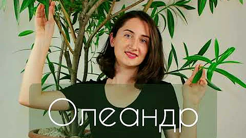 Олеандр в комнатных условиях! Так ли он опасен, как это преподносят 