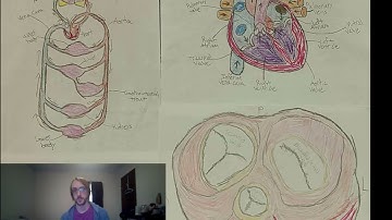 BIO 208 (21248) Module 1: Anatomical System Teaching Video (Online)