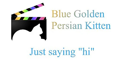 Watch the video about Blue Golden Persian Kitten