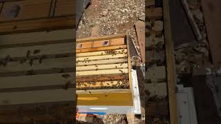 Save Money On Property Taxes with Ag Exemptions  #honeybeesting #agexemption #savethebees