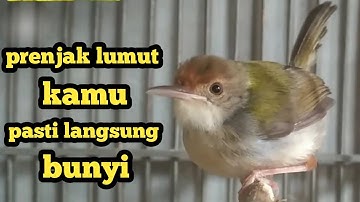 prenjak lumut betina birahi manggil jantan