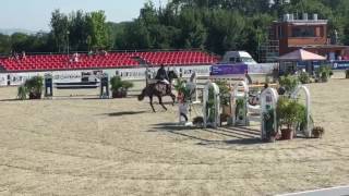 11 Yo Gelding, Placed Ranking Cl 150Cm