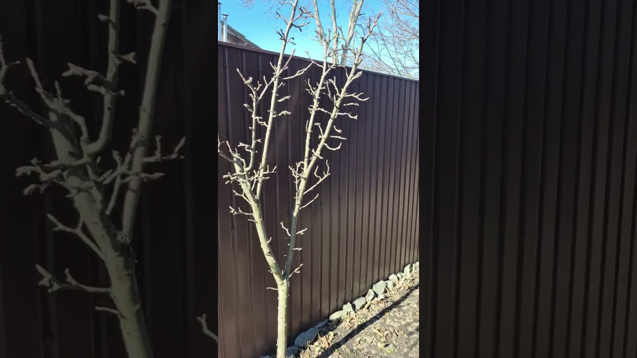 Планую роботи в нашому саду 9.03.2026р.Дніпро