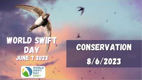 Conservation - World Swift Day