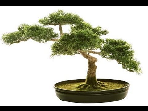 Видео: Нарсны бонсай (32 зураг): Японы цагаан, энгийн, уулын нарс модноос хэрхэн яаж хийх вэ? Улс оронд хэрхэн өсөх вэ? Суулгацыг хэрхэн тайрах вэ?