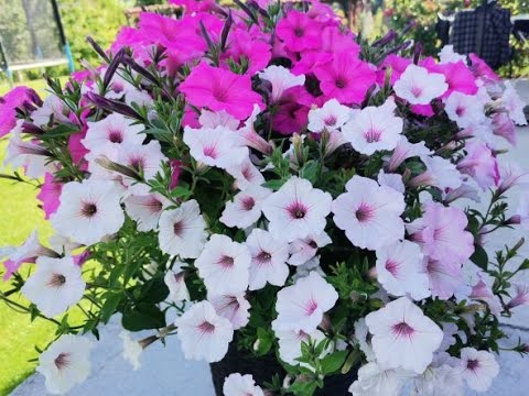 Video: Calibrachoa Care - Kako uzgajati i brinuti se za Million Bells Flower