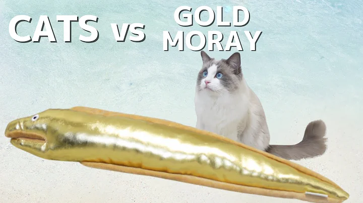 Video 11798891: scottishfold kittens cat, gold cat, meow