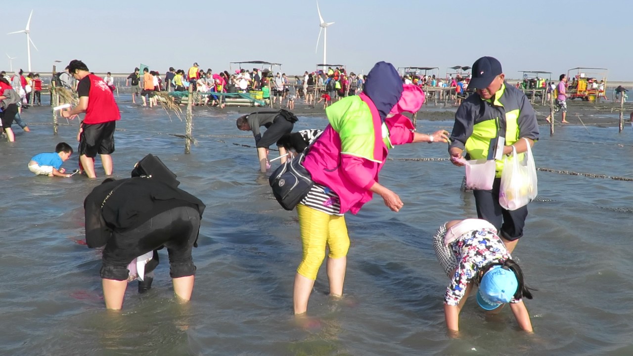 王功採蚵車摸蛤生態之旅13 Youtube