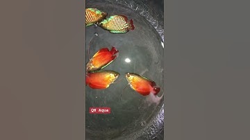 Sặc gấm + sặc lửa, đủ Trống-Mái cho ae tập ép ạ✈️toàn quốc