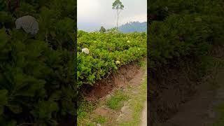 Download Lagu PESONA PERKEBUNAN DI PEDESAAN #music #calmdown #perkebunan #pemandanganalam #pegunungan MP3 Download Lagu PESONA PERKEBUNAN DI PEDESAAN #music #calmdown #perkebunan #pemandanganalam #pegunungan MP3