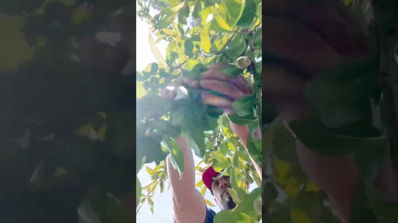 Peach tree farm work. 