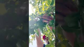 Peach Tree Farm Work.