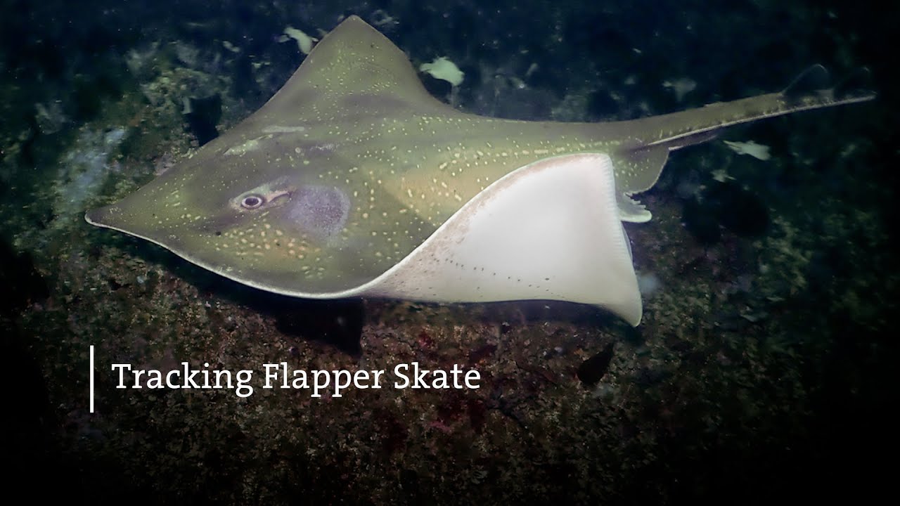 Track Flapper Tracking Flapper Skate - YouTube