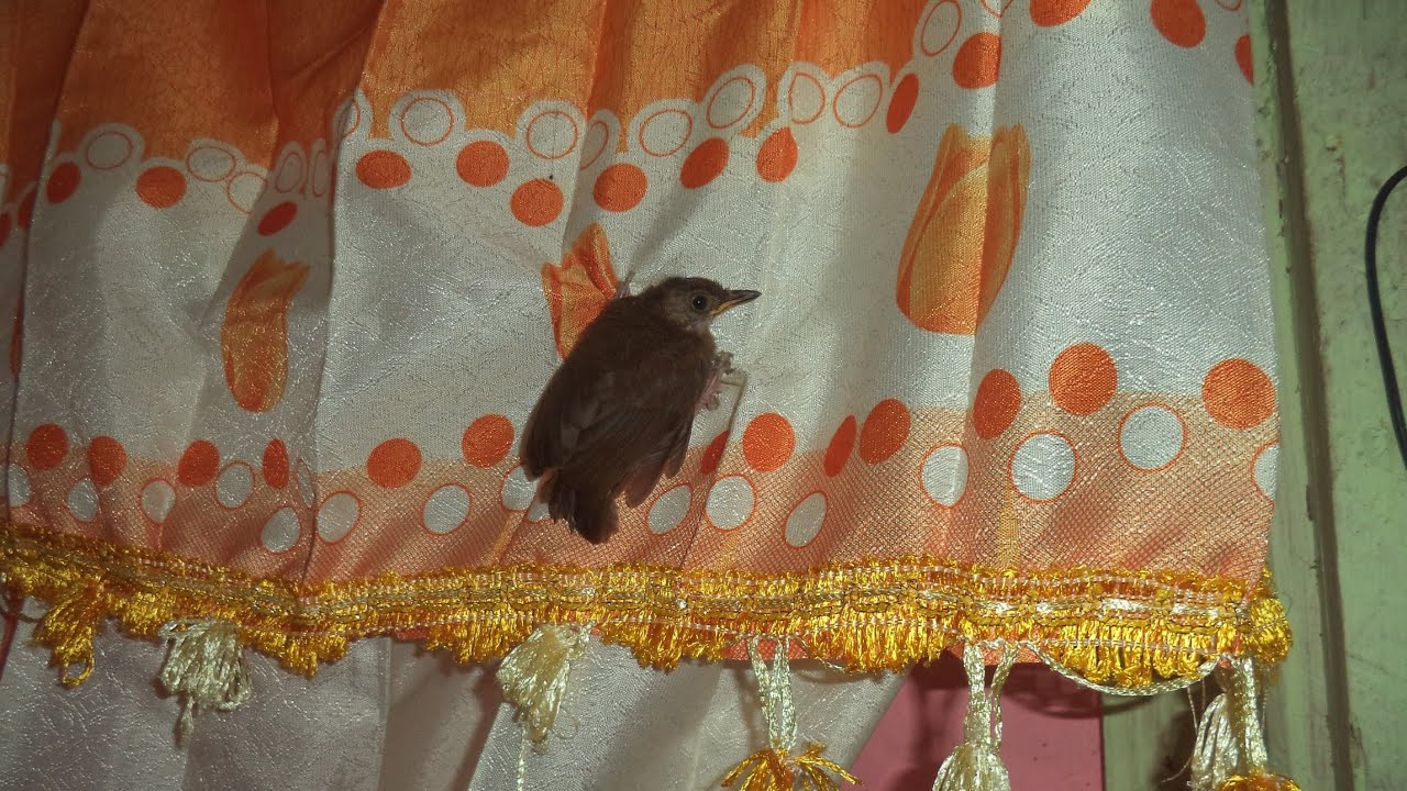 Aneh Tapi Nyata, Burung Masuk di Dalam  Rumah Tengah Malam