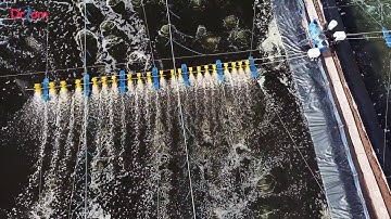 Máy quạt nước, máy sục khí nước ao nuôi tôm | Dr.Tom