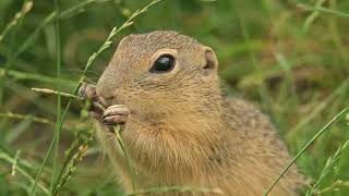 little marmot eating grass
