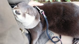 How to get along with Aty and touch him [Otter life Day 194]【カワウソアティとにゃん先輩】