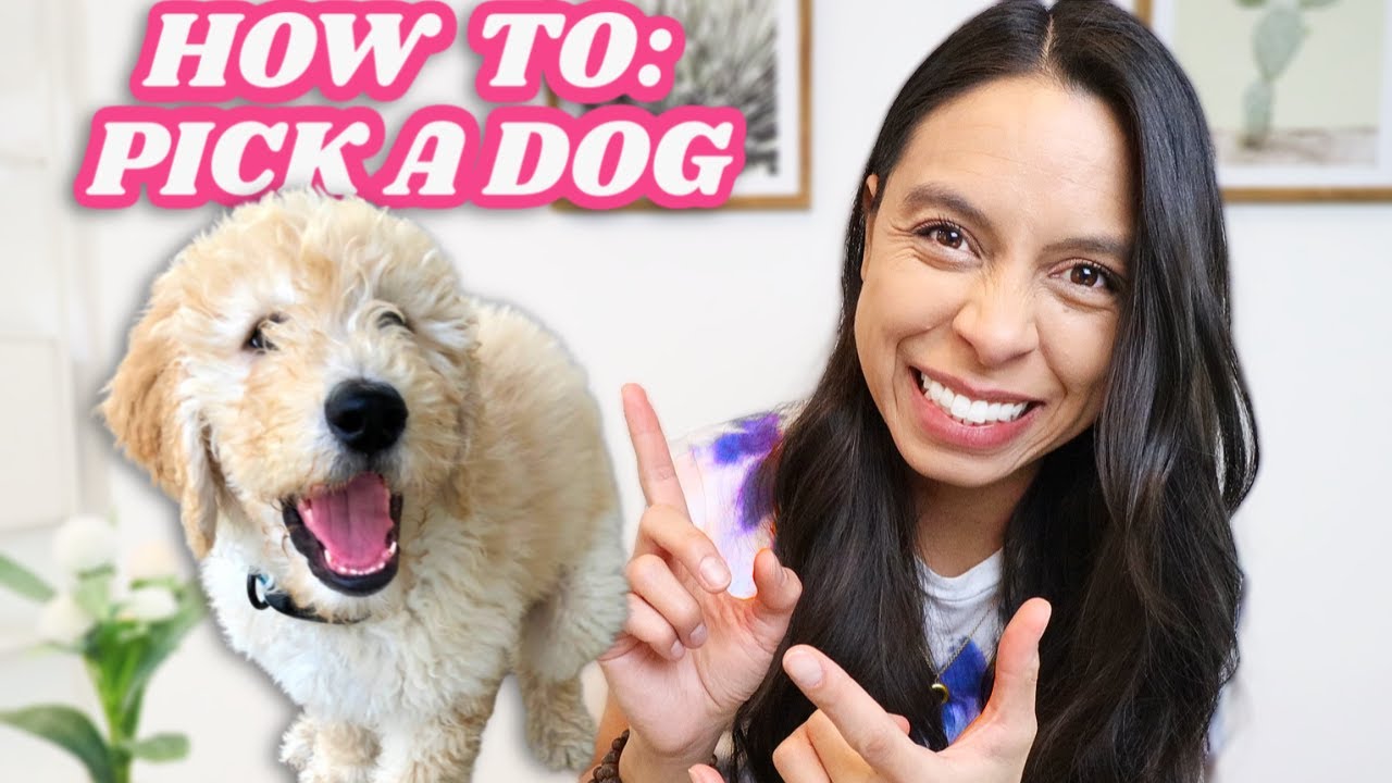 Want the BEST dog? WATCH THIS 👉 How to TRULY know what dog is right for  you 