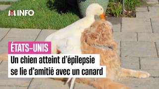 Un Chien Atteint Dépilepsie Se Lie Damitié Avec Un Canard