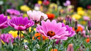 Buzzing Alignment Garden
