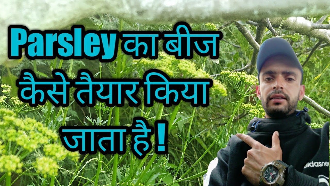parsley ka beej kaise taiyar kiya jata haiParsley का बीज कैसे तैयार