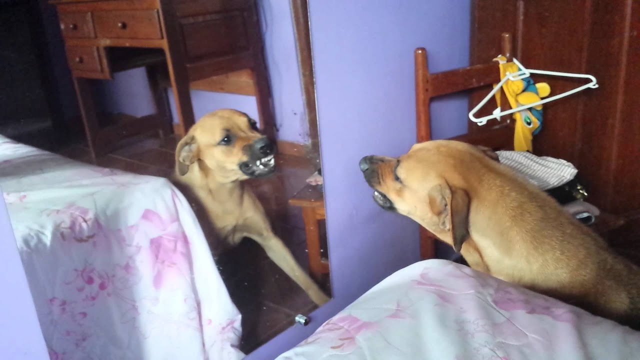 Cachorro se estranhando no espelho - YouTube