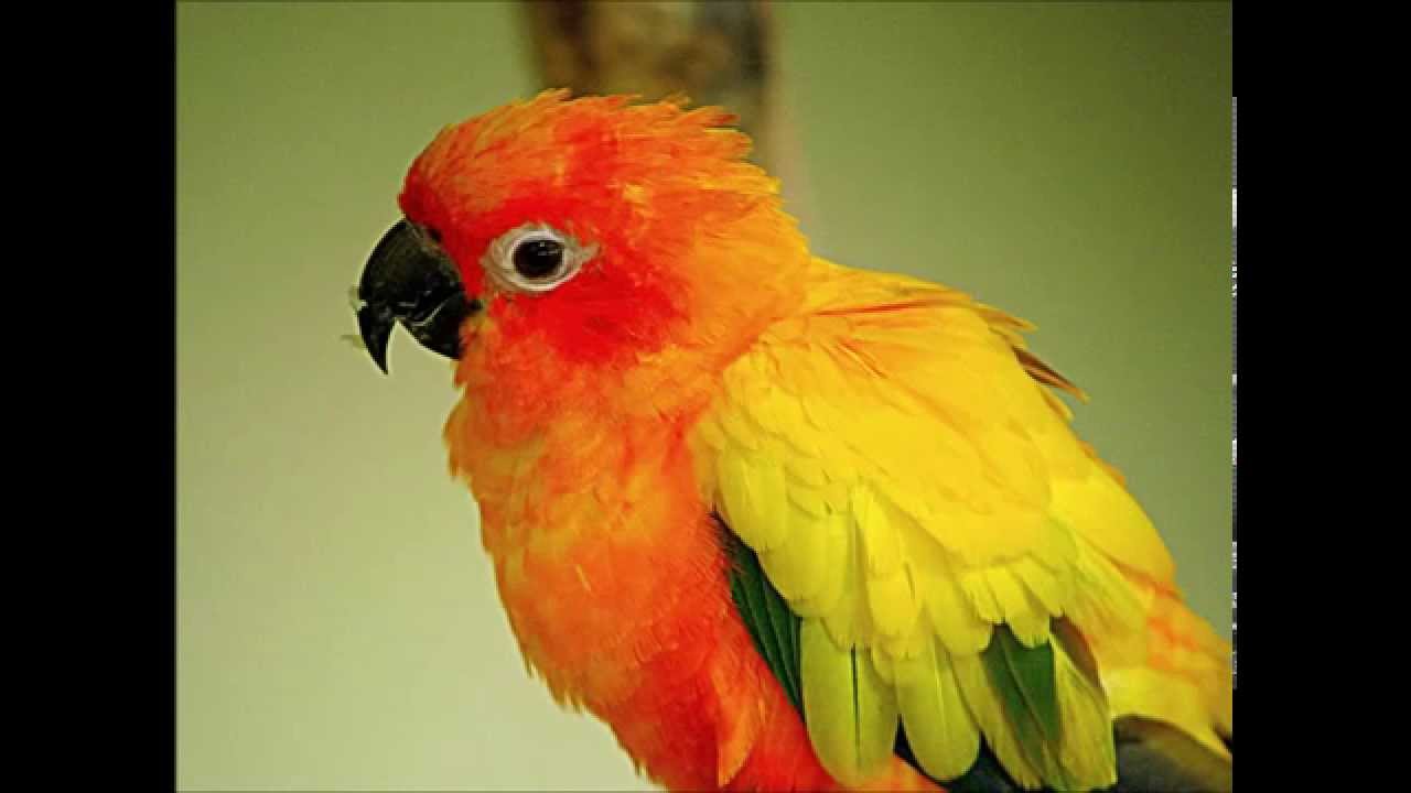 Sun conure - Sun parakeet - Zonparkiet