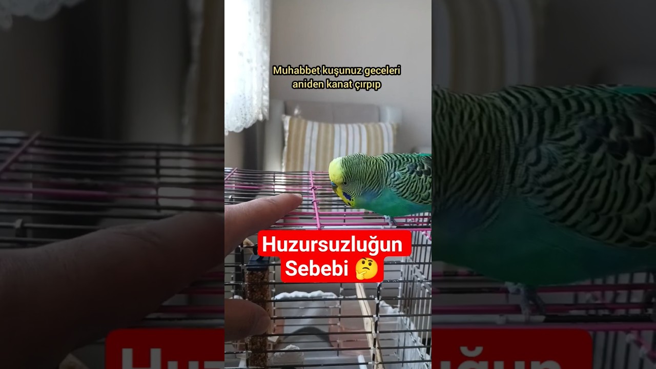 Geceleri Huzurluğun %70 i Bu sebepten Dolayı #muhabbetkuşu #birds #parrot #birdsong #budgies