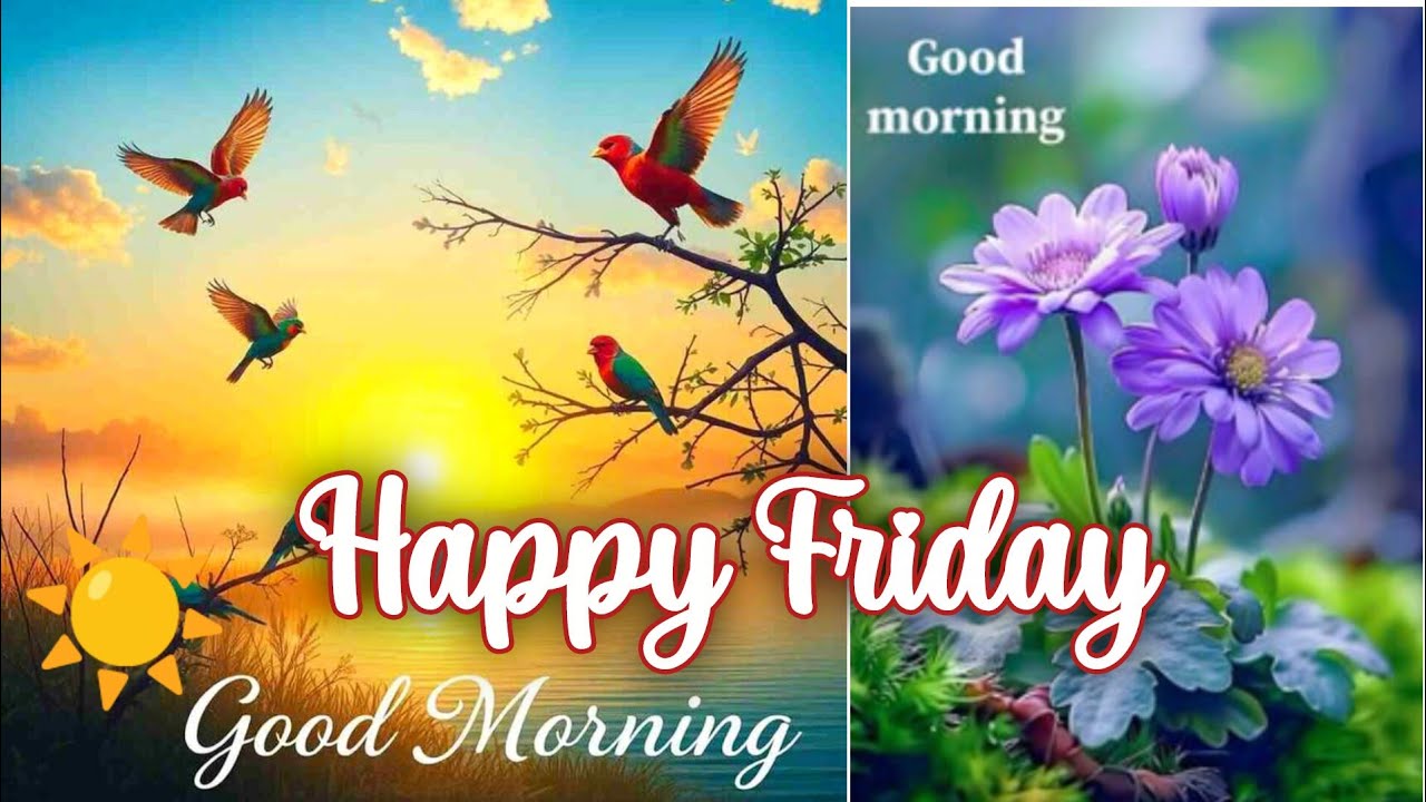 ☀️Good Morning☀️Happy Friday🌼 Flower,Nature,Morning wishes,images,status/HD wallpaper picture,Dp,dpz
