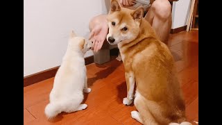 pupper teaching the new one to sit