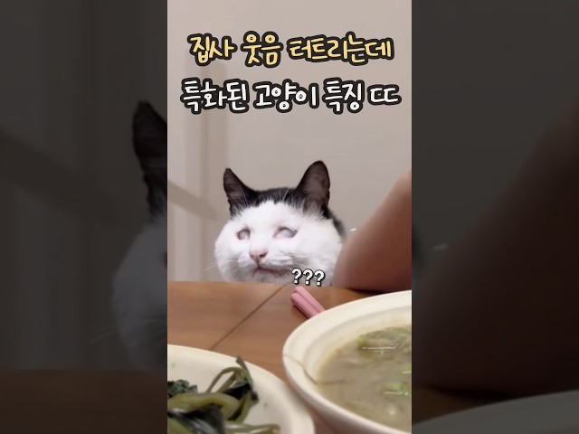 집사 웃음 터트리는데 특화된 고양이 특징 ㄷㄷ