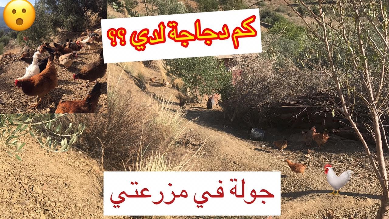 جولة في مزرعتي - كم لدي من دجاجة ??😯🐔