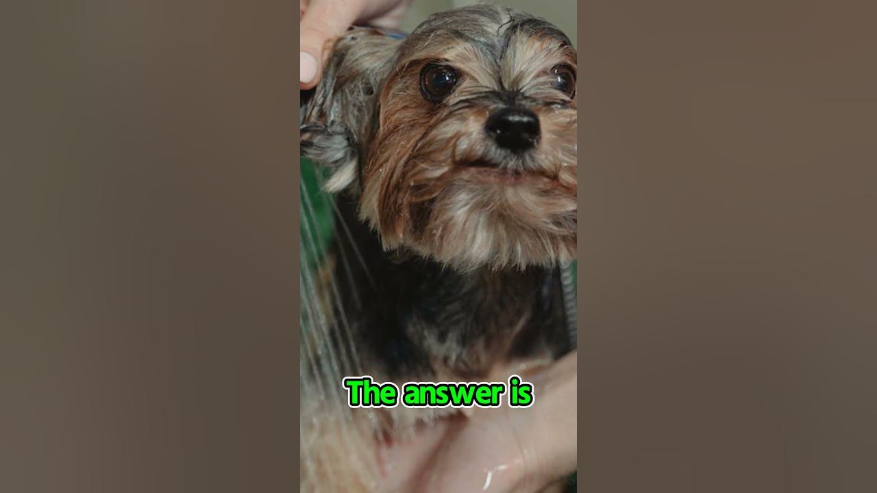 Why do dogs rub their bodies after a bath? shorts dog cat puppy 