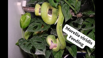 Green tree Python - Morelia viridis aru - feeding in slow Motion