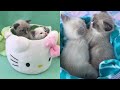 Rescue Two Newborn Kittens Become Super Cute With Amazing Transformation