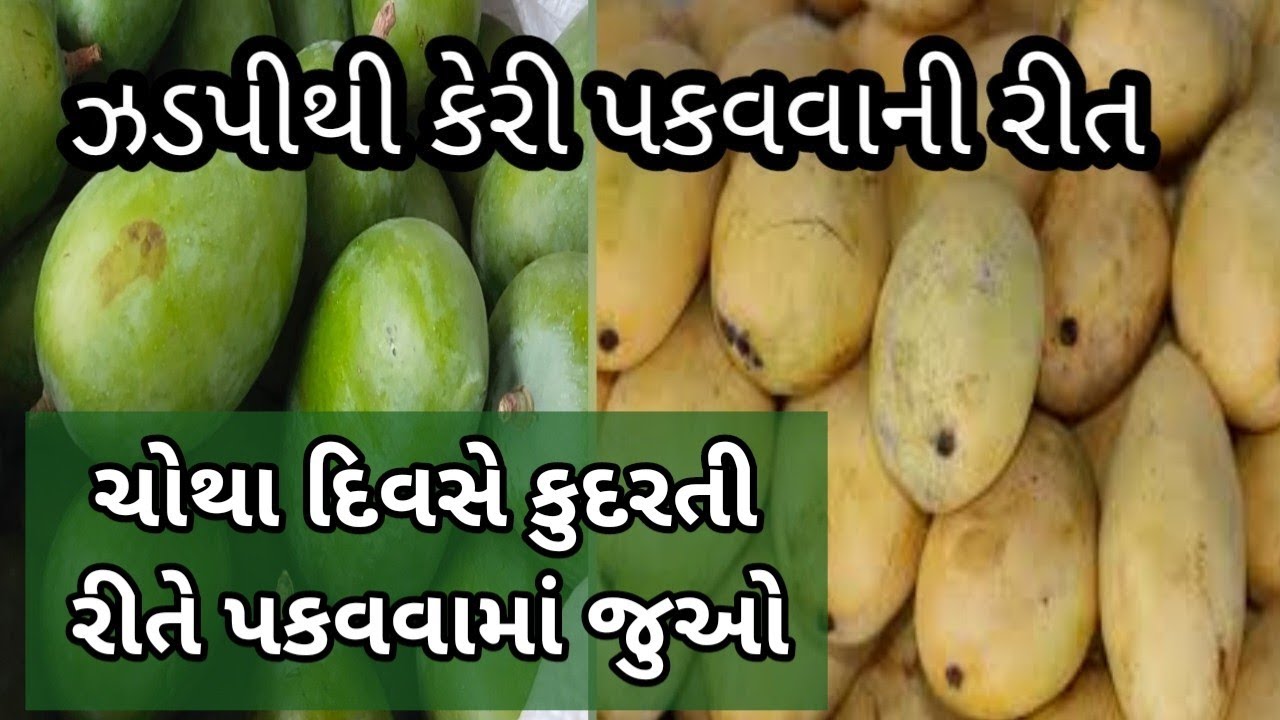 કેરીને 4 દિવસે કુદરતી રીતે ઘરે જ પકવો | how to ripen mango at home ...