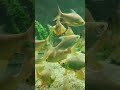 একুরিয়ামে এত সুন্দর মাছ দেখেছেন আগে কখনো? | Fish 1 #shorts