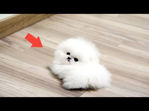 Top 10 Smallest DOG Breeds That Fit in Your Pocket&quot;