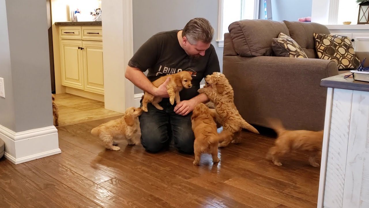 Crazy Morning with Cockapoo Puppies! - YouTube