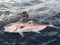 Spearfishing Croatia - The Best Of 2016.
