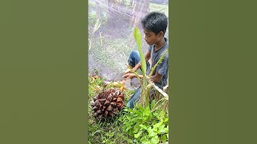 Sundarbans tree golpsta fruits || nature of beauty