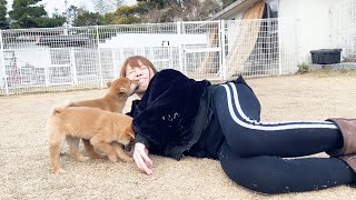 豆柴の赤ちゃんに会いに行ったらまさかの事態に・・・