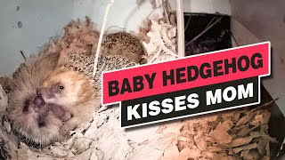 Igelbaby küsst Mama / Baby hedgehog kisses mom - 05. Okt. 2022