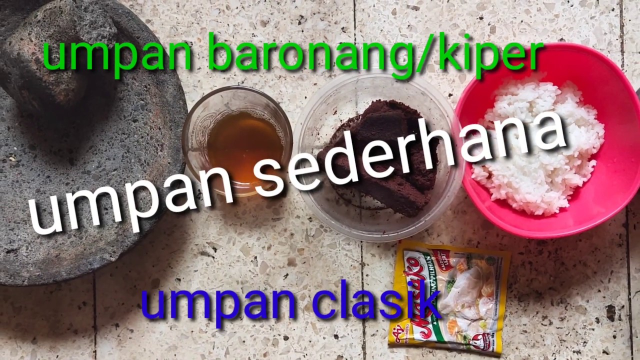 bikin umpan ikan baronang/kiper