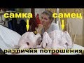 ПОТРОШЕНИЕ ИНДЕЙКИ ХАЙБРИД КОНВЕРТЕР. Отличия самки и самца!