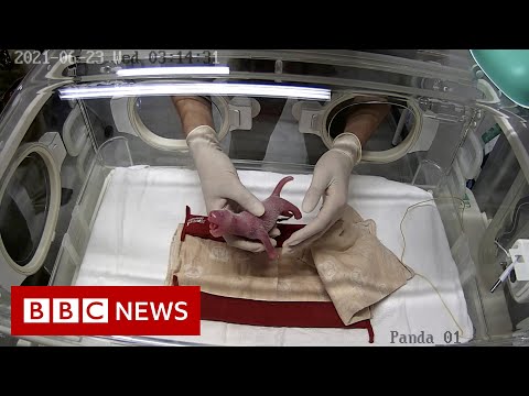 Giant panda gives birth to twins at Tokyo's Ueno Zoo - BBC News