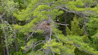 Bald Eagles on Lower Patten pond, Maine - Memorial Day Weekend 2021