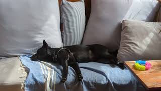 Cute Schipperke Puppy Can't Resist Hiding Face in Pillow While Sleeping! by Truffle the Schipperke 154 views 1 year ago 1 minute, 26 seconds